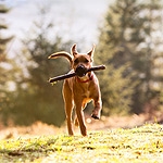 Cani pericolosi: polizza obbligatoria