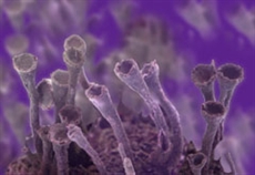 Quel virus è un camaleonte