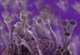 Come cambia il virus