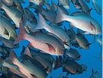 Filetti di pesce: non è quello che ti aspetti